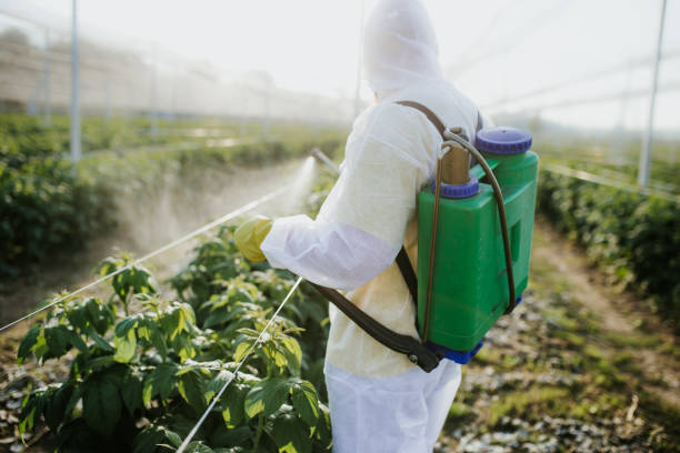 Best Wasp Removal Services  in Rapid Valley, SD